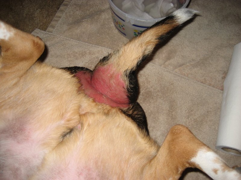 what can i put on my dogs rash