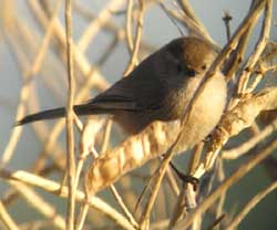 Bush Tit