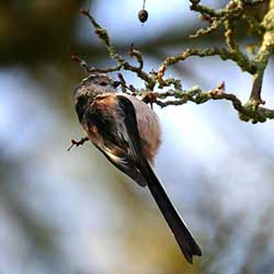 Long Tailed Tit