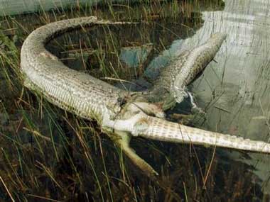 In this photo provided by the Everglades National Park, the carcass of a six-foot American alligator is shown protruding from the mid-section of a 13-foot Burmese python Monday, Sept. 26, 2005 in Everglades National Park, Fla., after the snake apparently swallowed the alligator resulting in the deaths of both animals.
