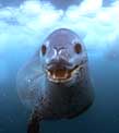 one of those damn leopard seals