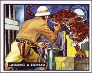 Lassoing a leopard.