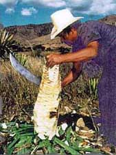 I work my ass off in the hot sun so some steenking gringo can lay around drunk.