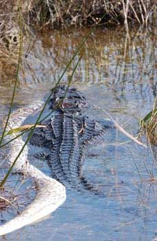 Alligators 2 / Pythons 0