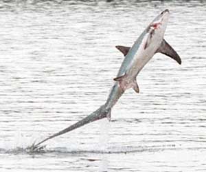 A thresher shark readies himself to cut someone in half.