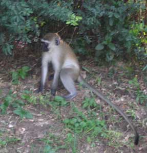 The monkey who hung around our rooms.