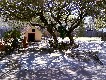 backyard view 2