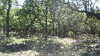 frontyard view 5