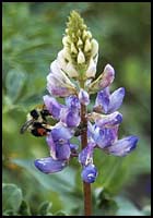 Lupine with bee