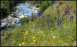 South Yuba River and wildflowers