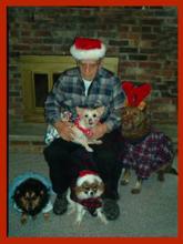 Unhappy Joe wearing Christmas hat with four dogs.