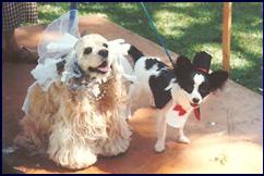 Toto dressed in bridal gown and Spockie dressed in tux.