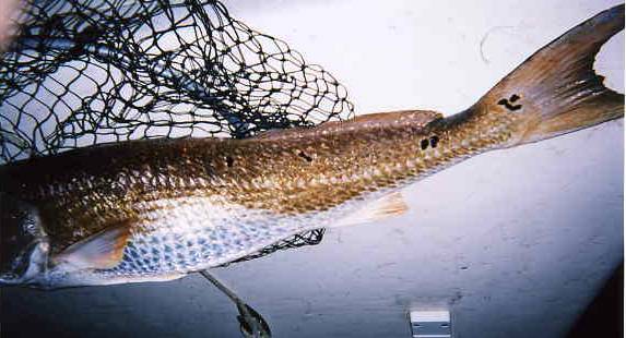 Offially counted as six spots. Without space between them, they count as one spot.