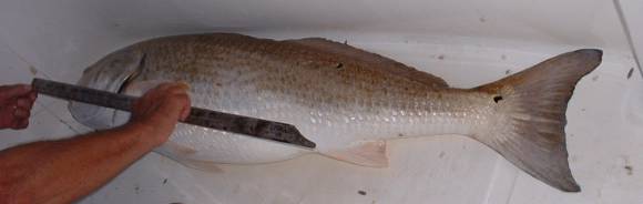 Did the fish break the yardstick?