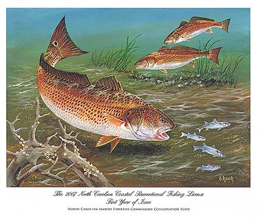 Click here for information about purchasing this print by Duane Raver Jr.  All proceeds go to the Conservation Fund of the North Carolina Division of Marine Fisheries. 
