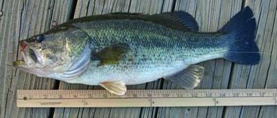 Caught on a live minnow in the inner harbour in February.