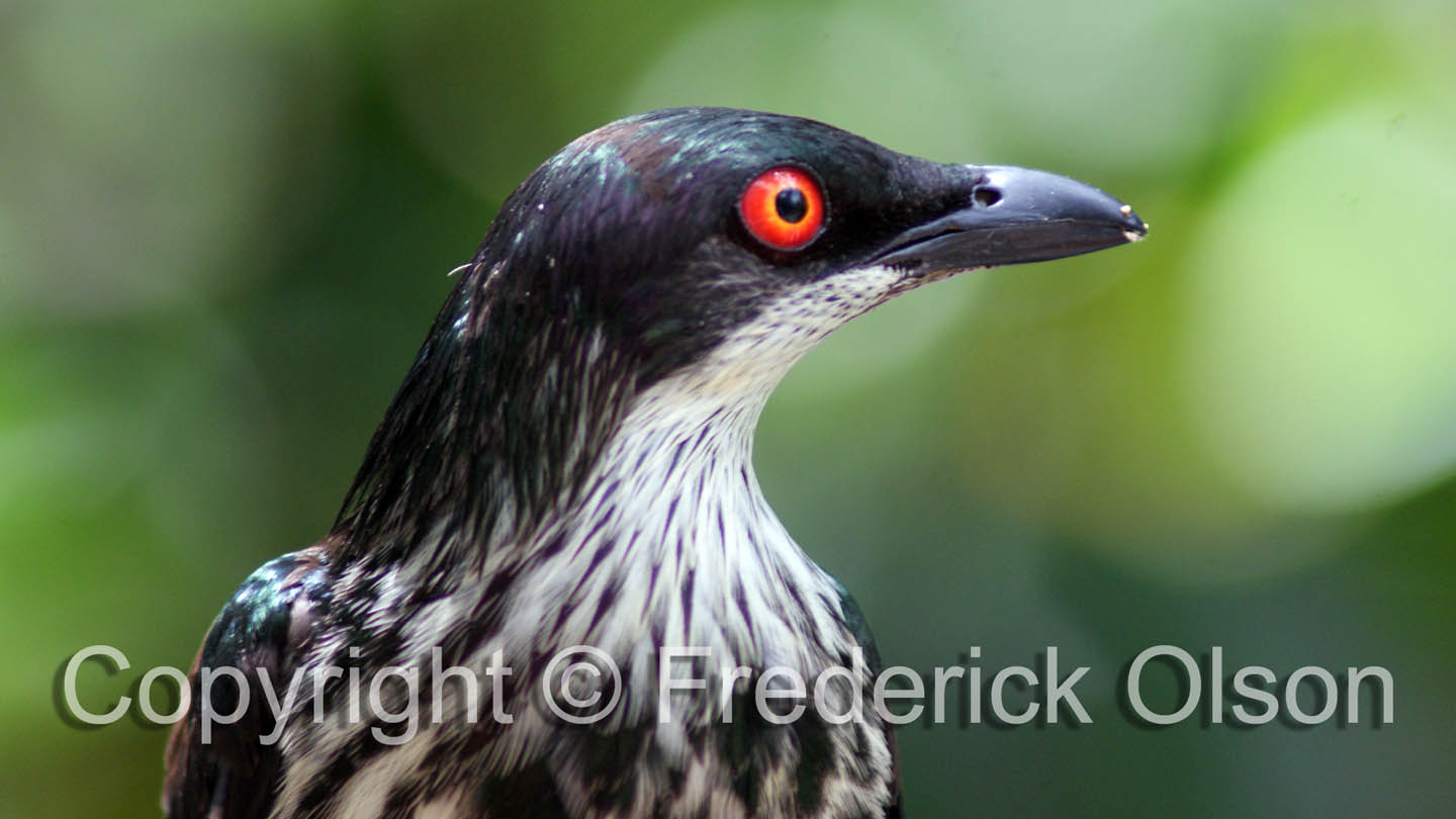 Bird at San Diego Zoo