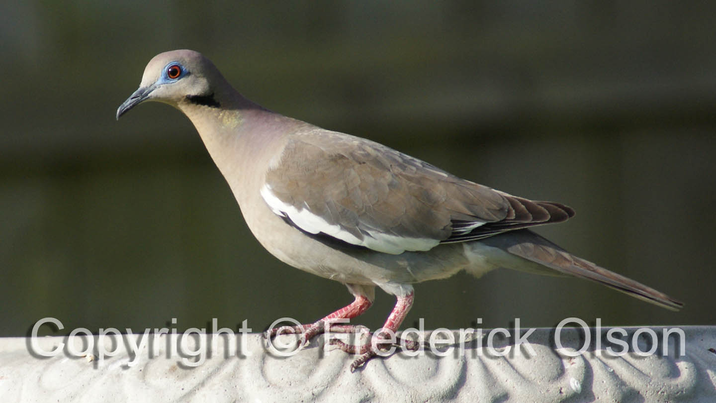 White-Winged Dove