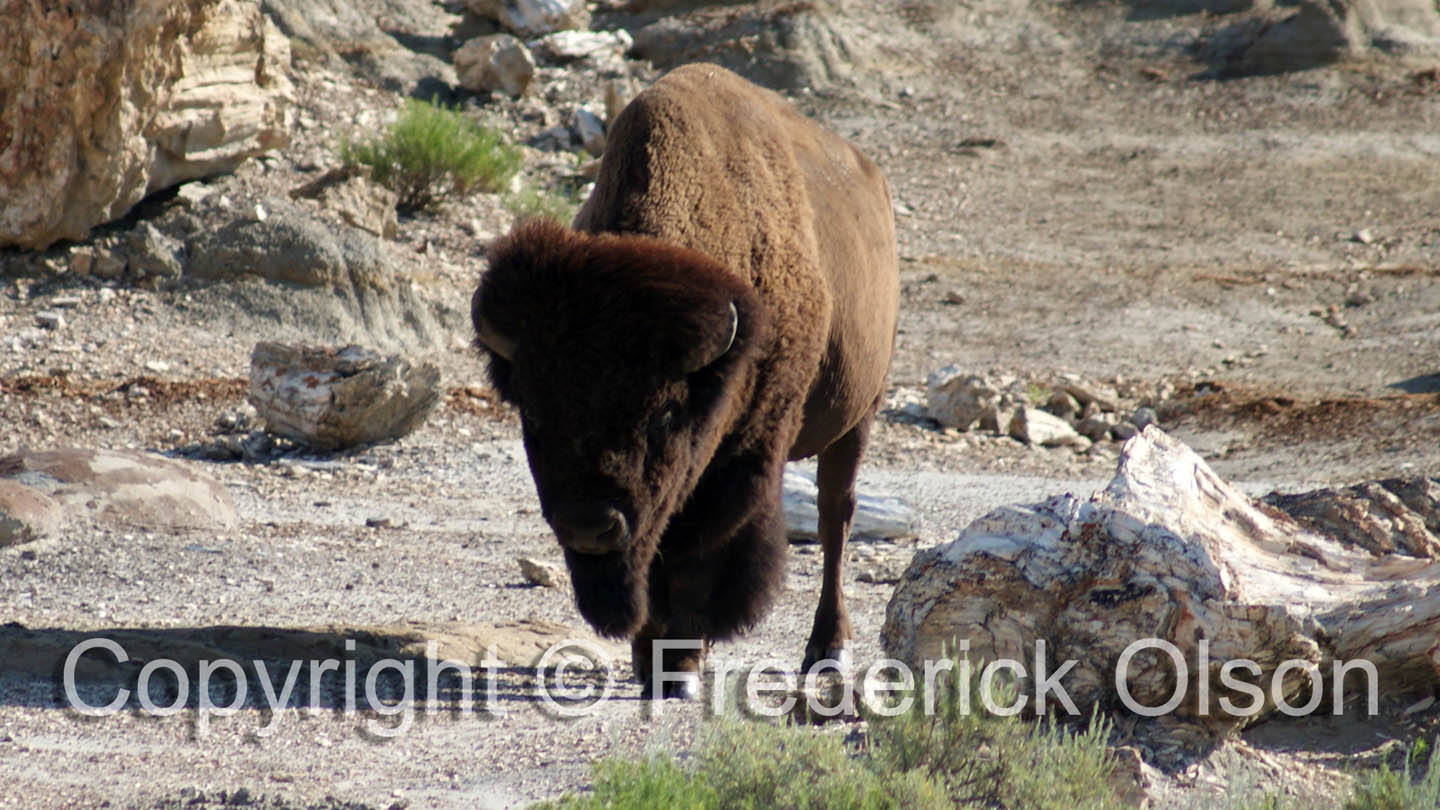 Bison