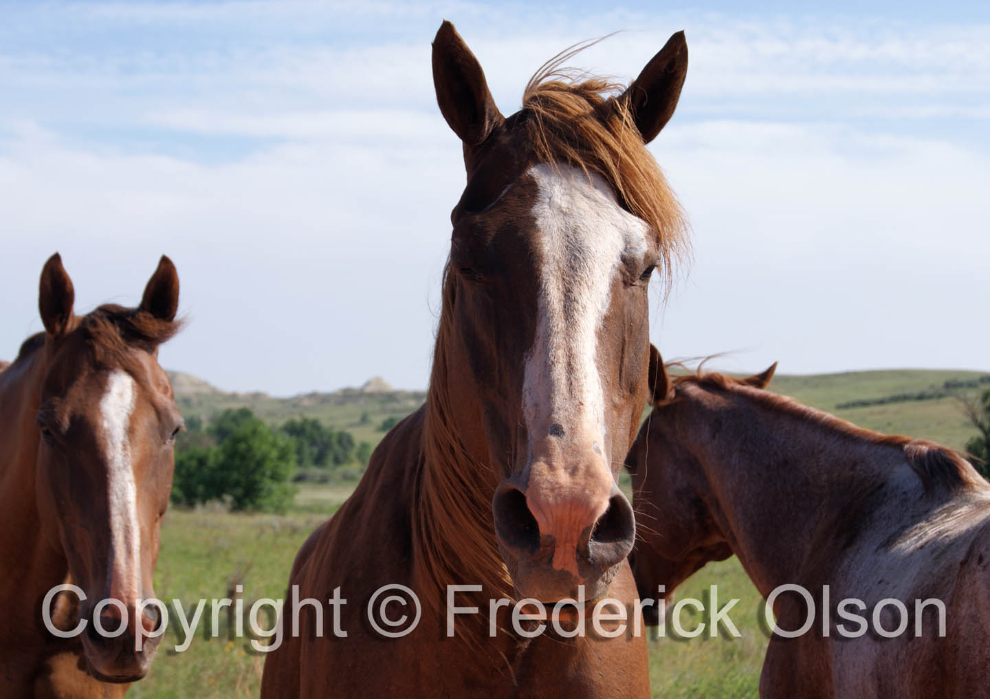 Horses