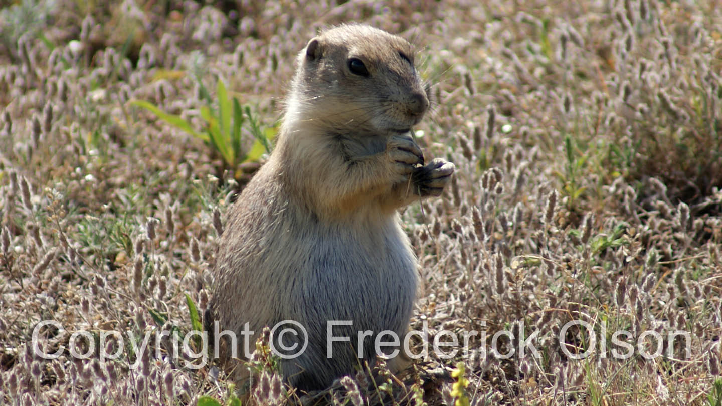 Prairie Dog