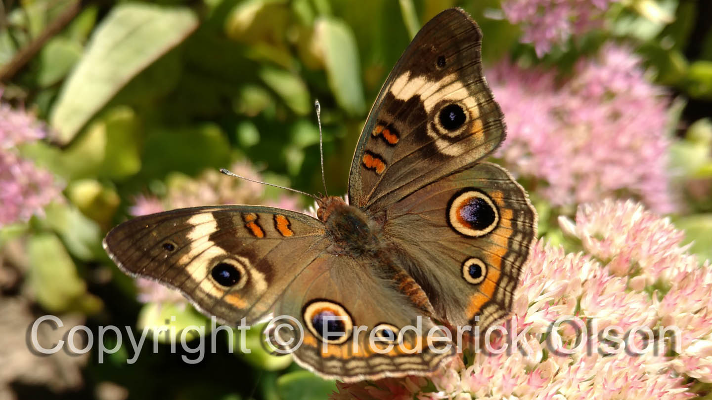 Common Buckeye Butterfly