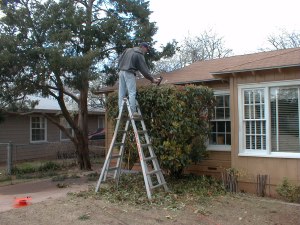 With the perfectly adjusted height and rock solid footing, Tim is able to safely reach far out over the top while squaring off the top of this bush.
