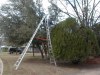 The use of the Little Giant work platform and being able to make one side of this 11 to 21 foot MZX ladder taller than the other allows Tim to safely trim the peak of this huge evergreen.