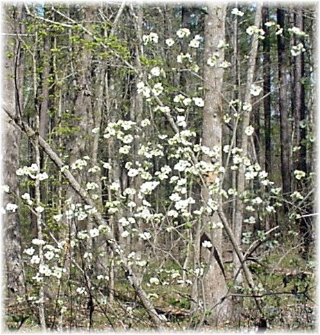 dogwood tree