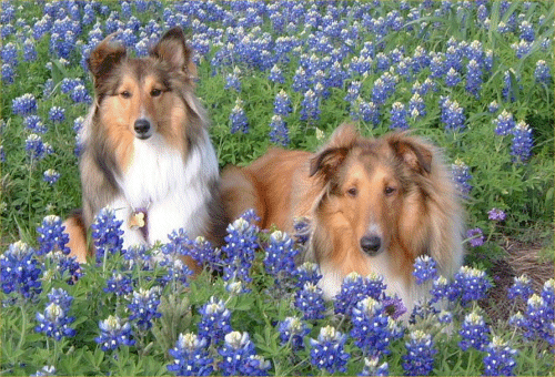 Picture of my dogs
