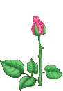 roseflower.gif (22916 bytes)