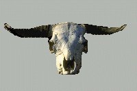 Cow's Skull