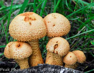 Hart Prairie Mushrooms