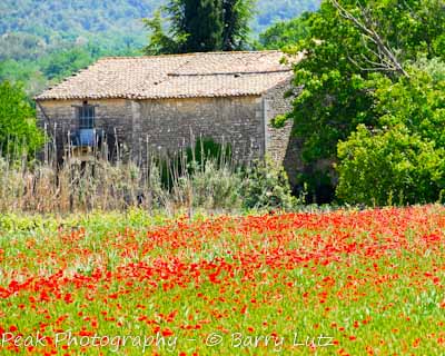 Poppies and Farmhouse