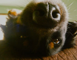 english shepherd photo