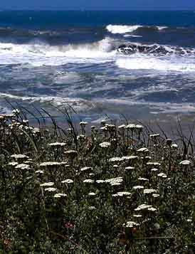 Photo of yarrow