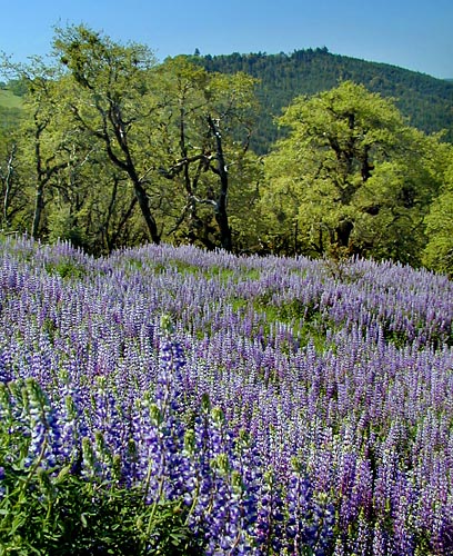 Photo of river lupines