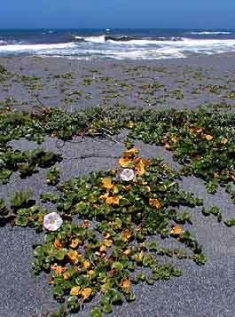 [Photo of morning glory]