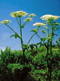 Photo of cow parsnip