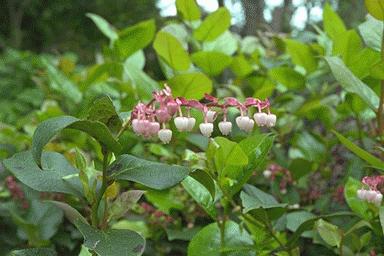 Photo of salal in flower