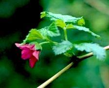 Photo of salmonberry in flower