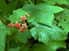 photo of thimbleberry
