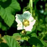 Photo of thimbleberry in flower