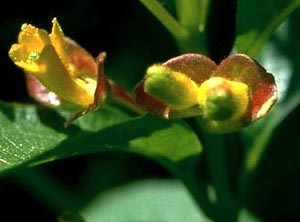 Photo of twinberry in flower