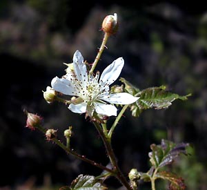 Photo of blackberry flower