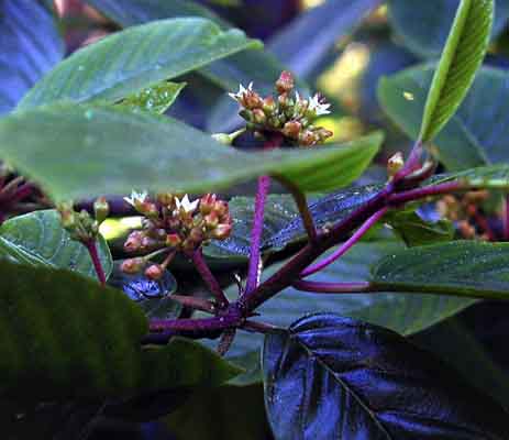 Photo of cascara flower