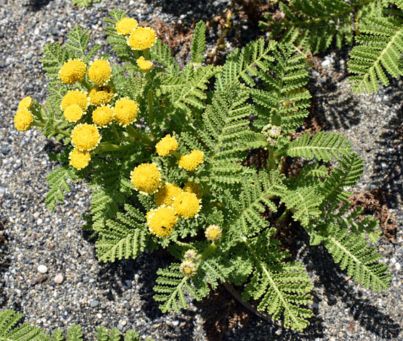 Detail photo of dune tansy