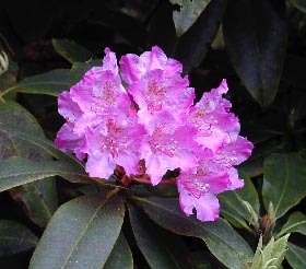 Photo of rhododendron