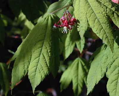 Photo of vine maple