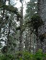 [thumbnail of old-growth spruce]